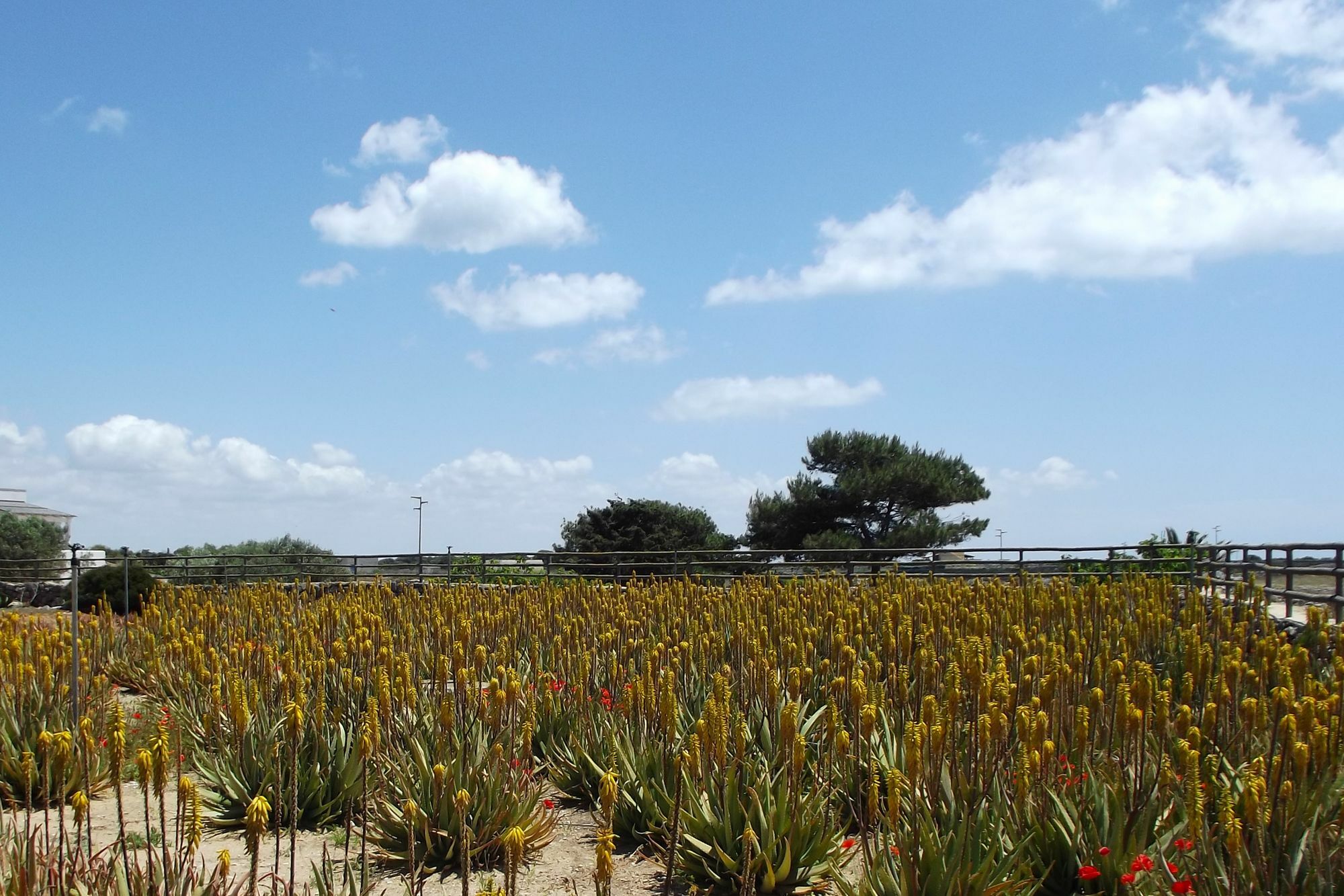 Gasthaus Il Giardino Delle Aloe Favignana Exterior foto